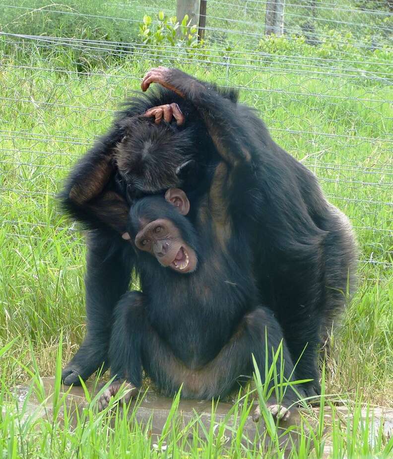 Rescued chimps bonding at sanctuary