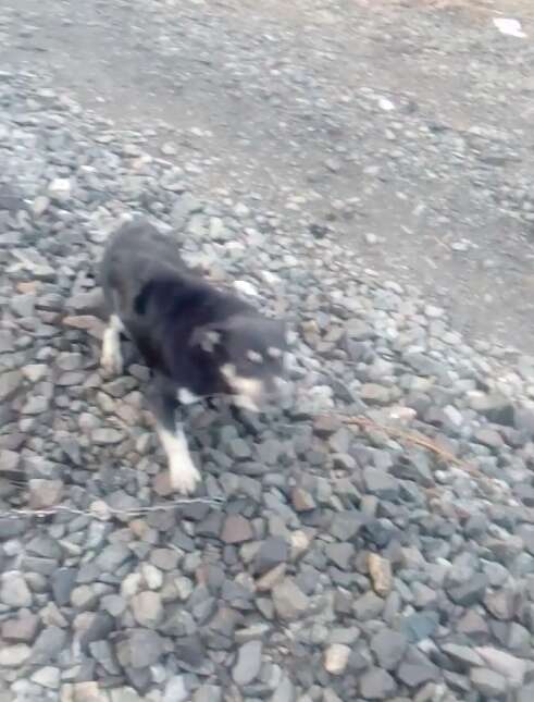 Little dog chained to train tracks in Chile