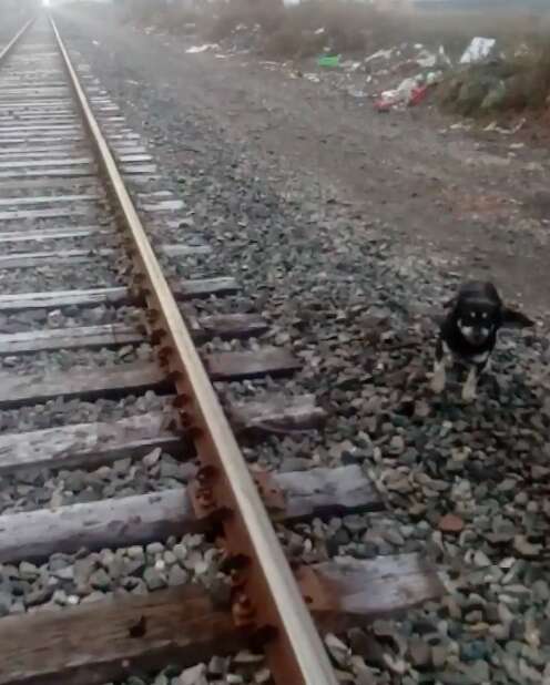 Dog saved by train driver