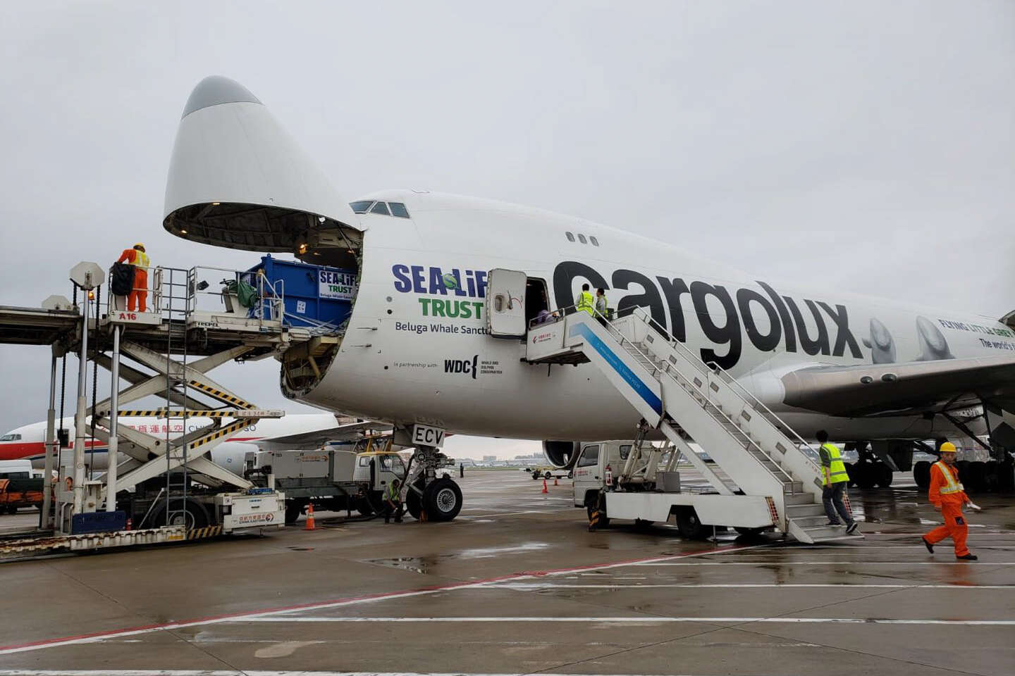 Airplane carrying belugas arrives in Iceland