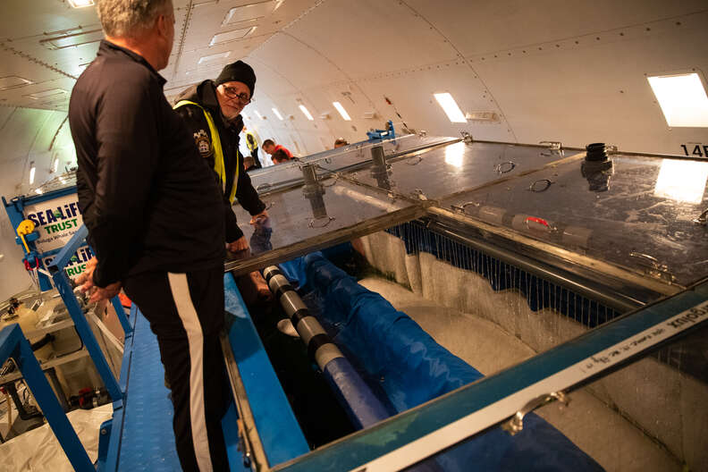Beluga whales from China retiring in sea sanctuary in Iceland