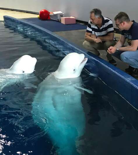 Beluga whales from Chinese aquarium to retire in Iceland