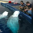 Beluga whales from Chinese aquarium to retire in Iceland