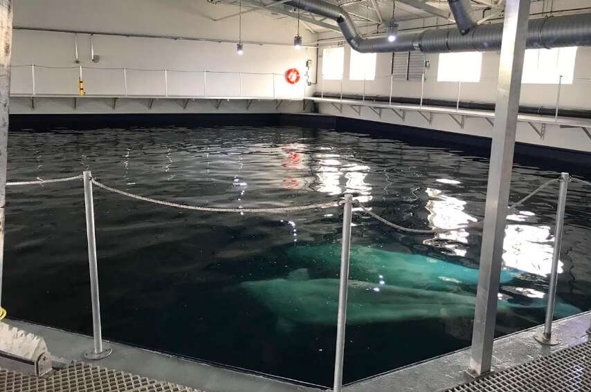 Belugas retiring to open water sanctuary in Iceland
