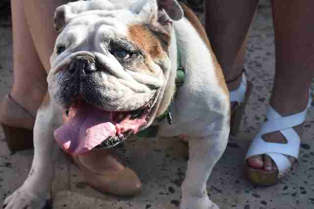 a bulldog named Tarzán