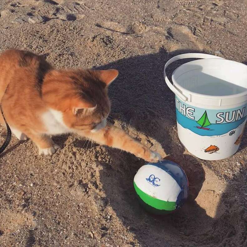 pip the beach cat