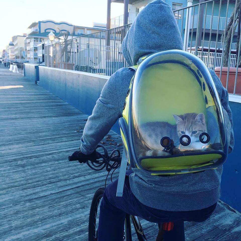 pip the beach cat