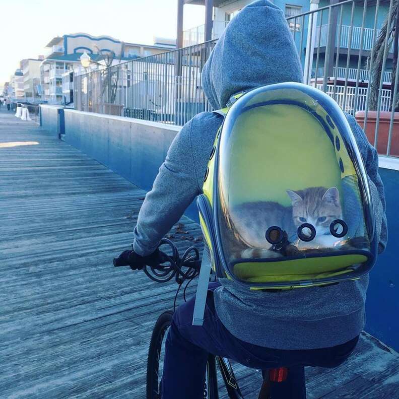 pip the beach cat