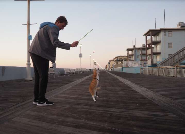 pip the beach cat