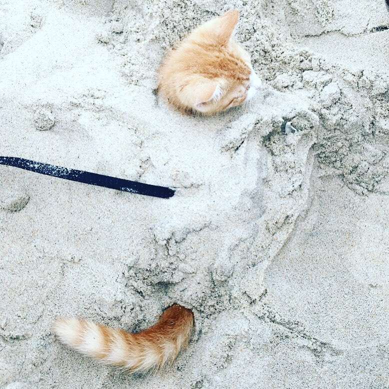 beach cat pip