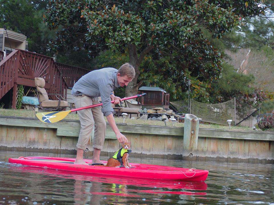 pip the beach cat paddleboarding