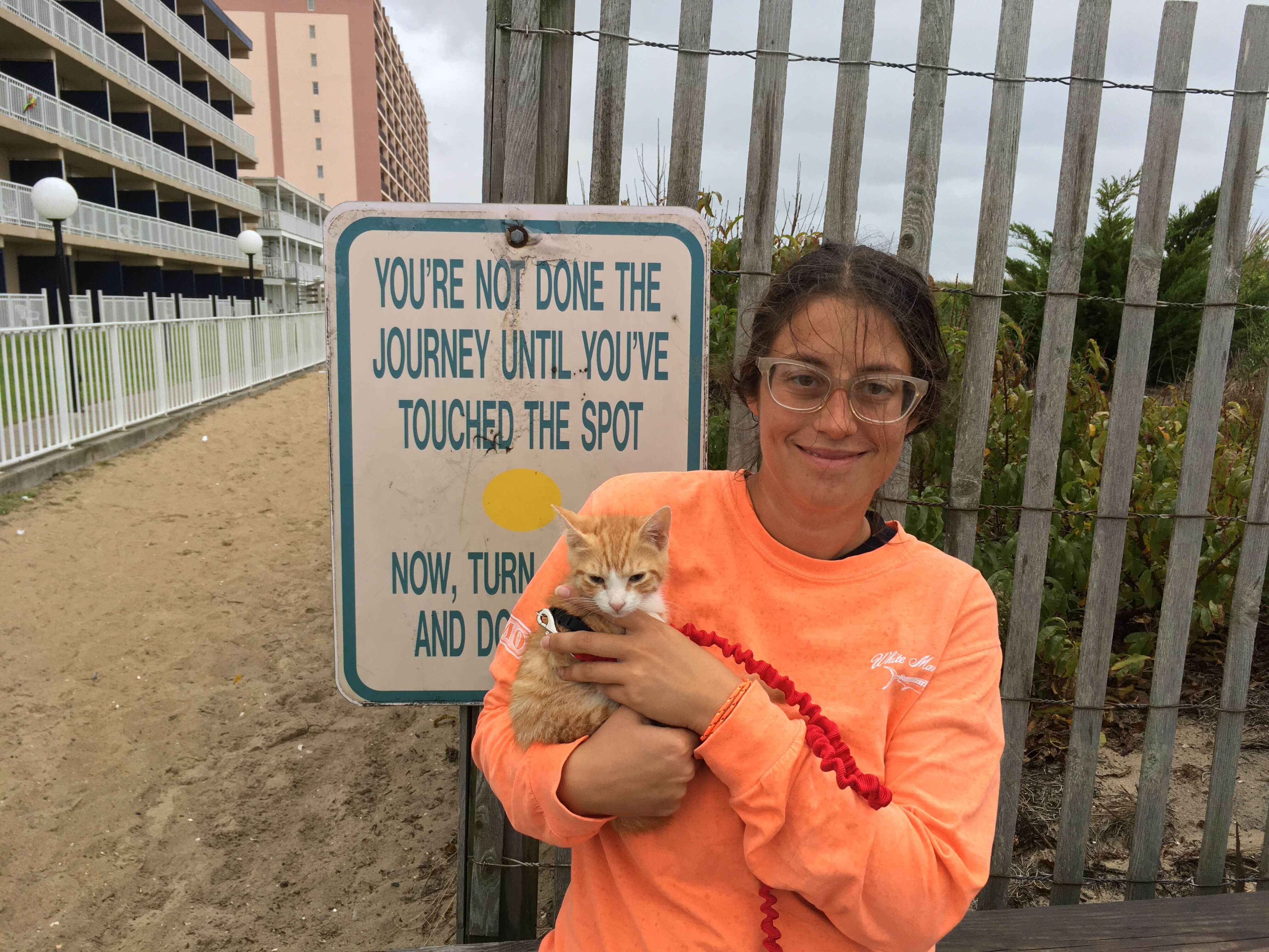 pip the beach cat