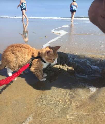 pip the beach cat