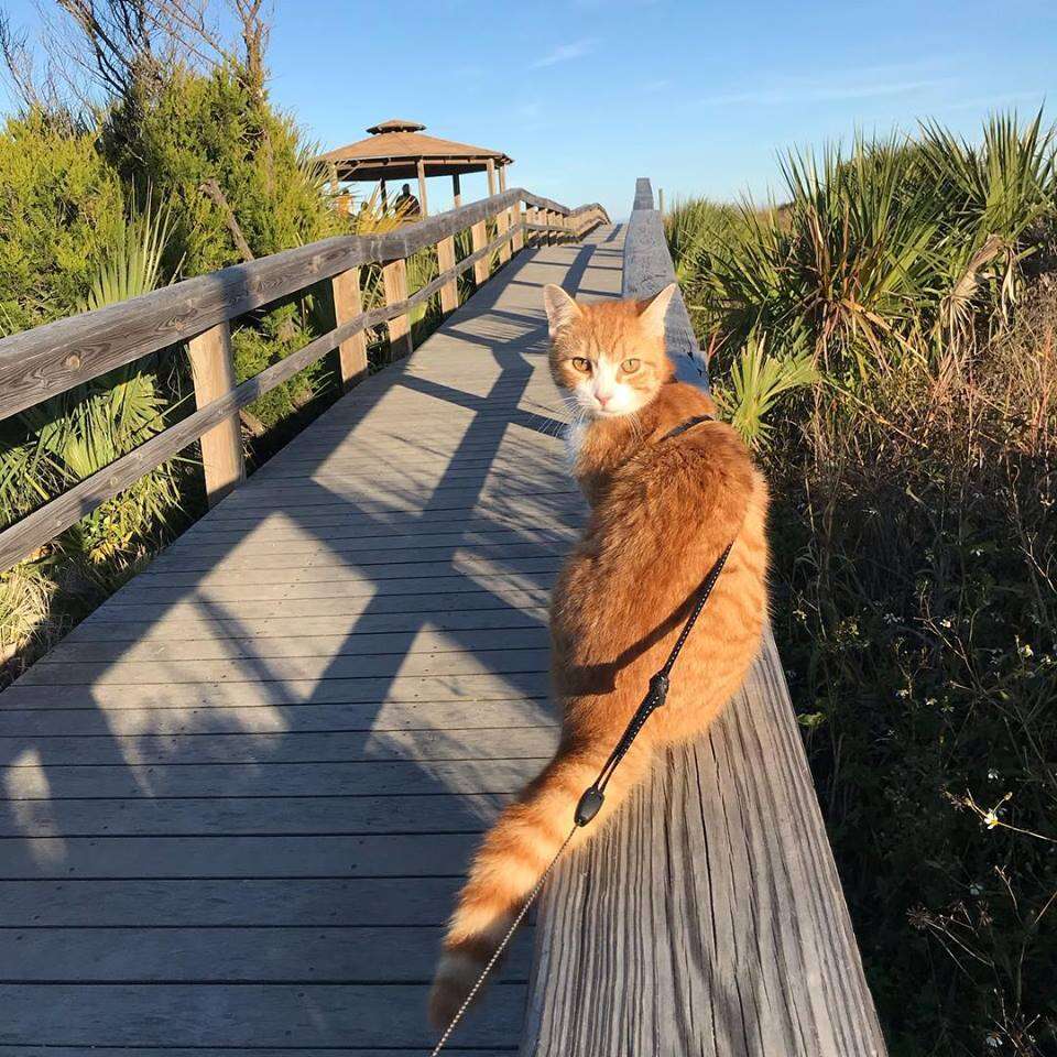 pip the beach cat