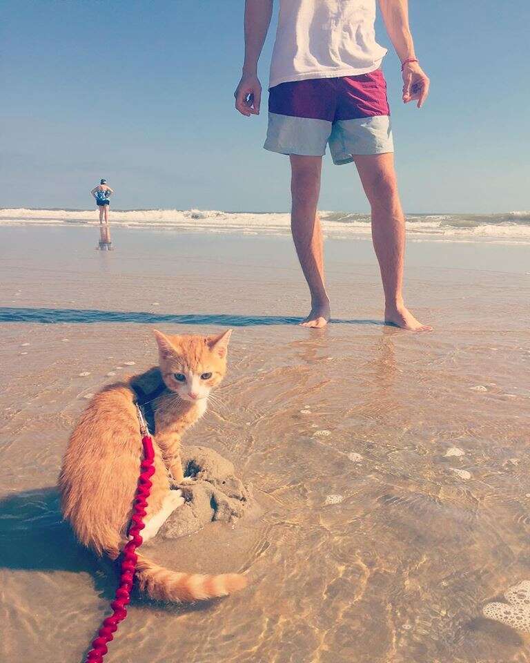 pip the beach cat ocean city md