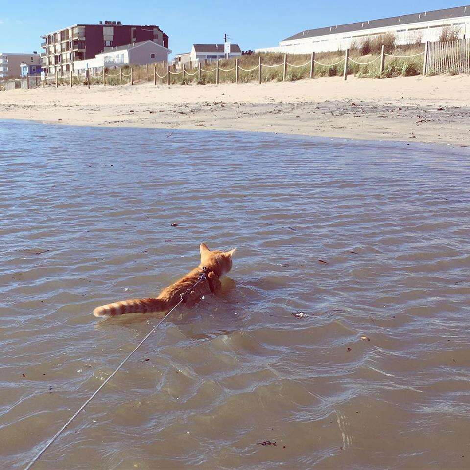 pip the beach cat