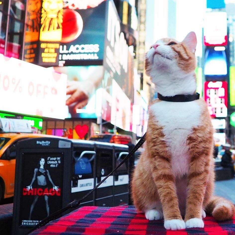 pip the beach cat nyc