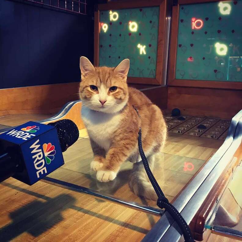 This Is The Story Behind Pip The Beach Cat - The Dodo