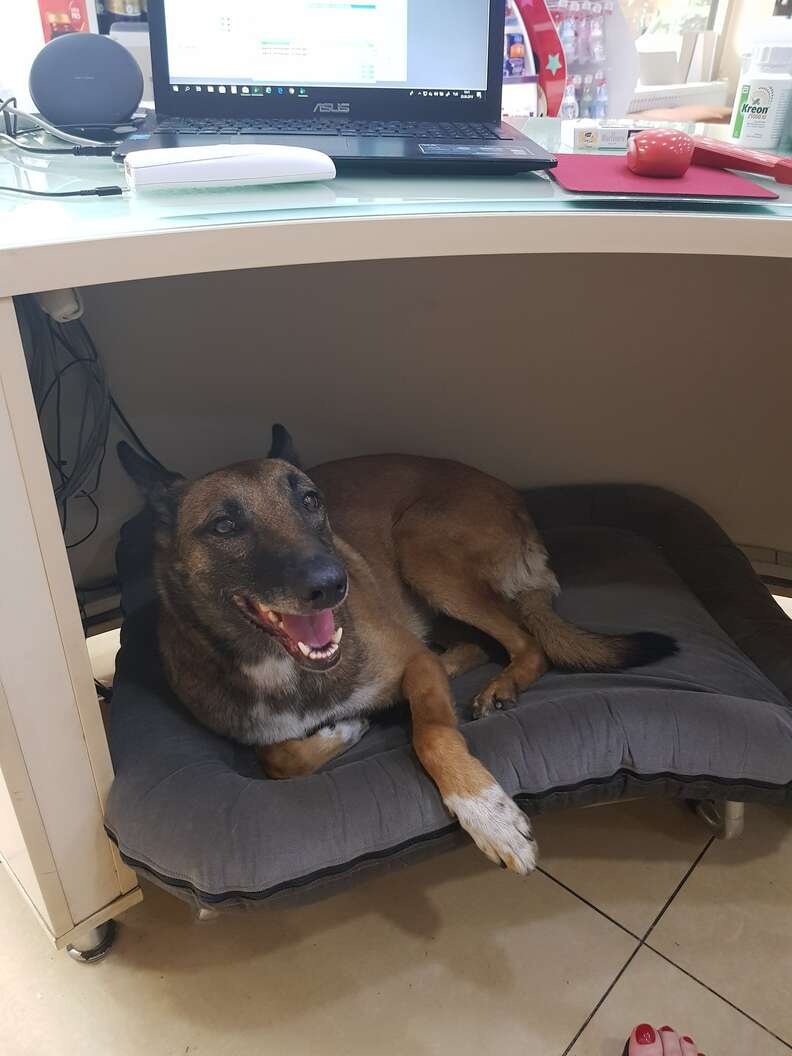 Dog bed 2024 under desk