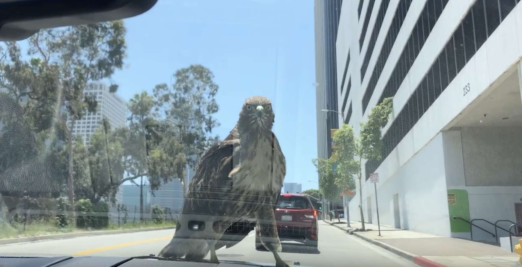 hawk lands on car