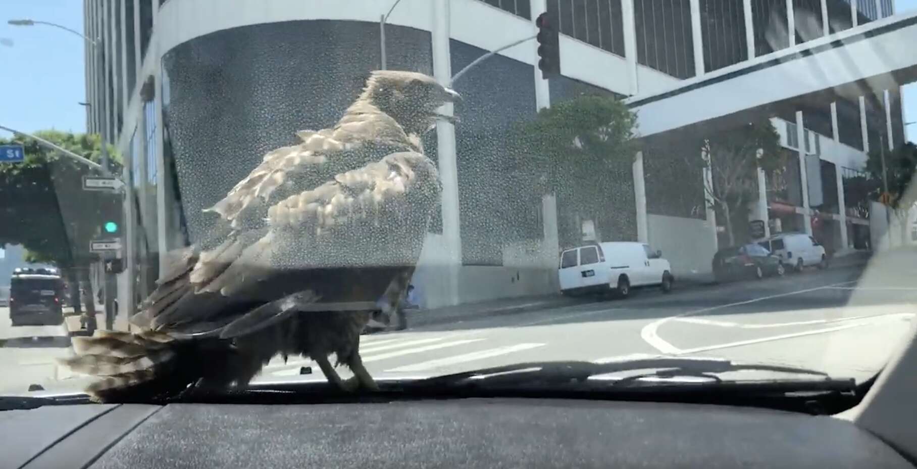 hawk lands on car