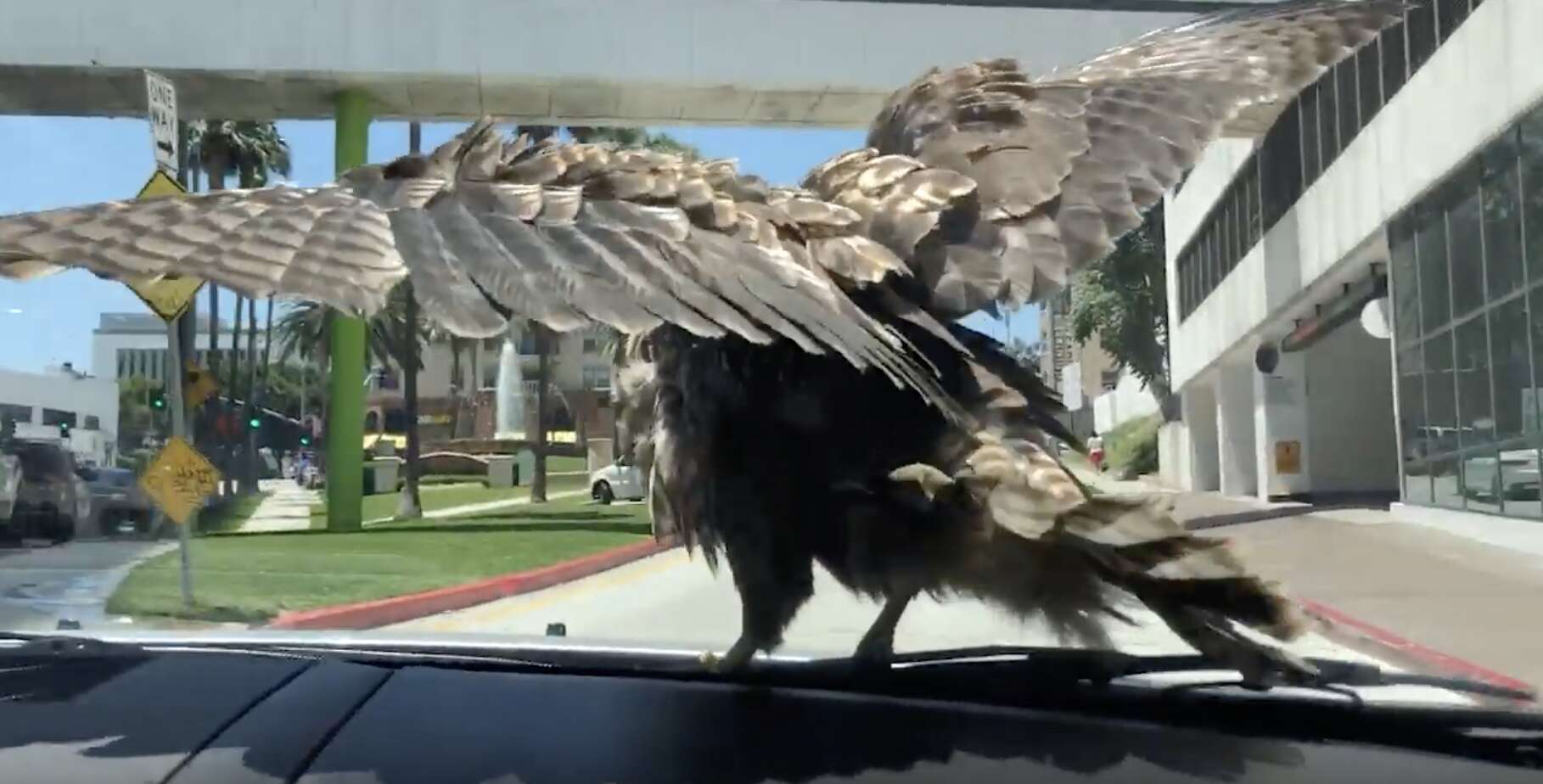 hawk lands on car