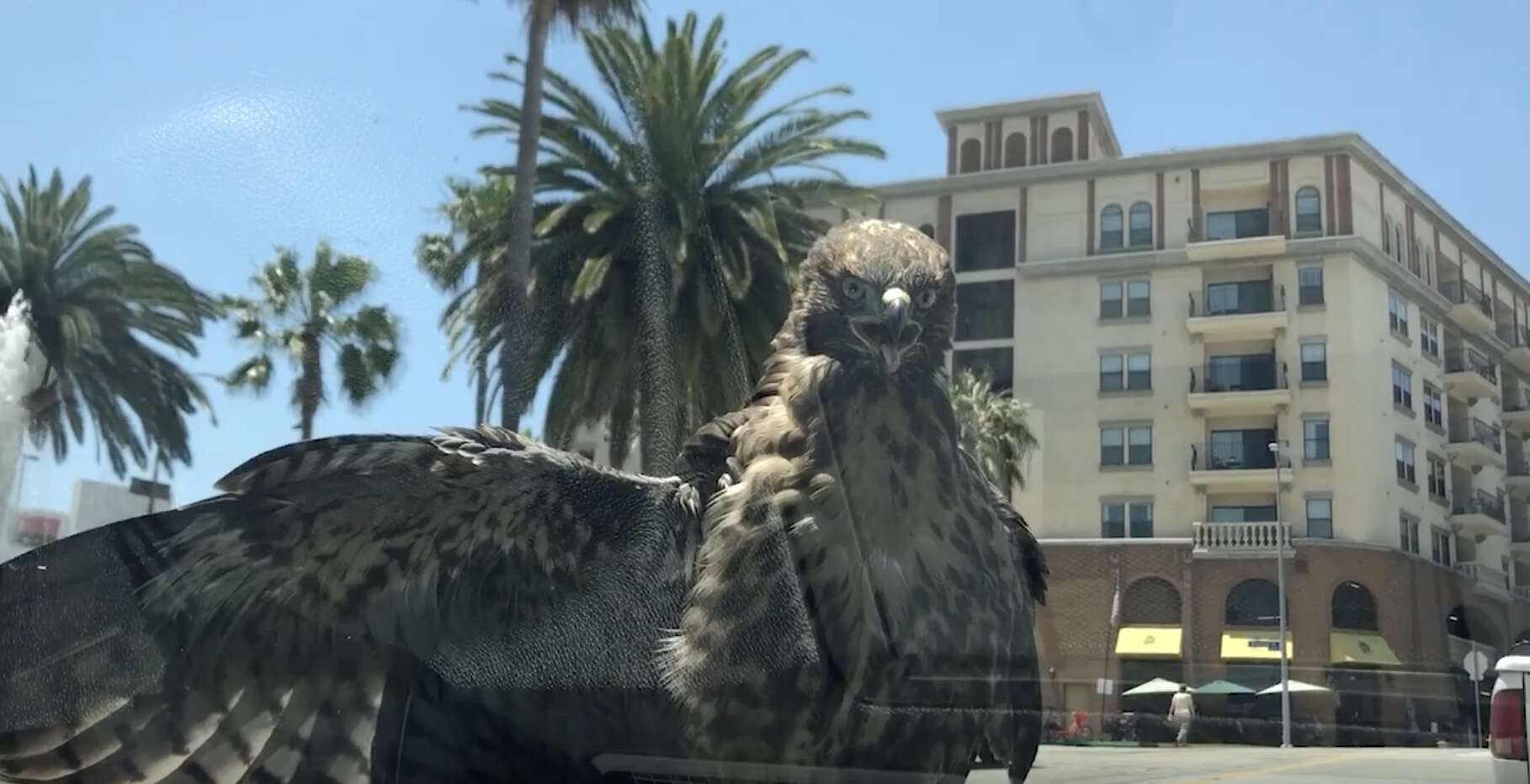 hawk lands on car