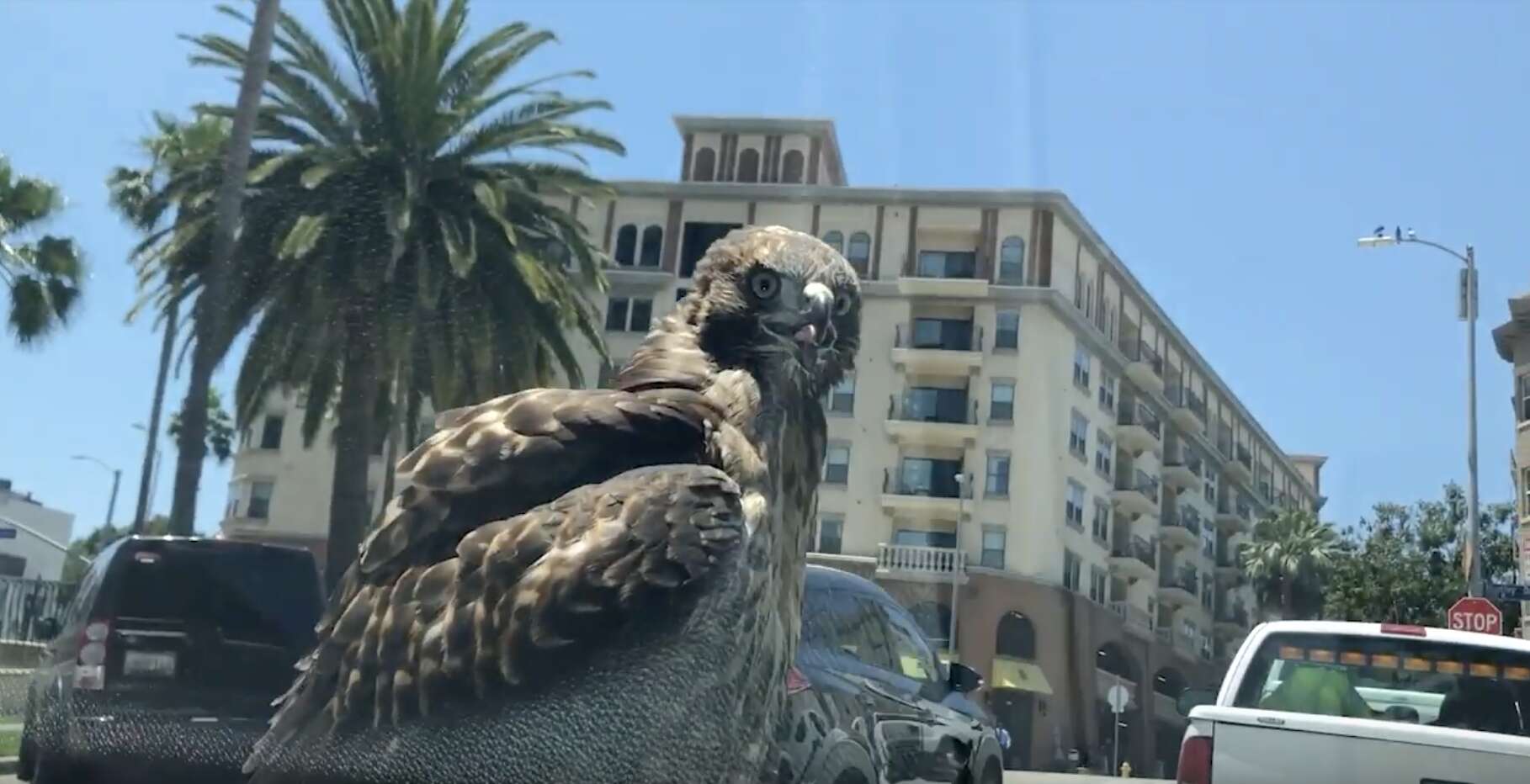 hawk lands on car