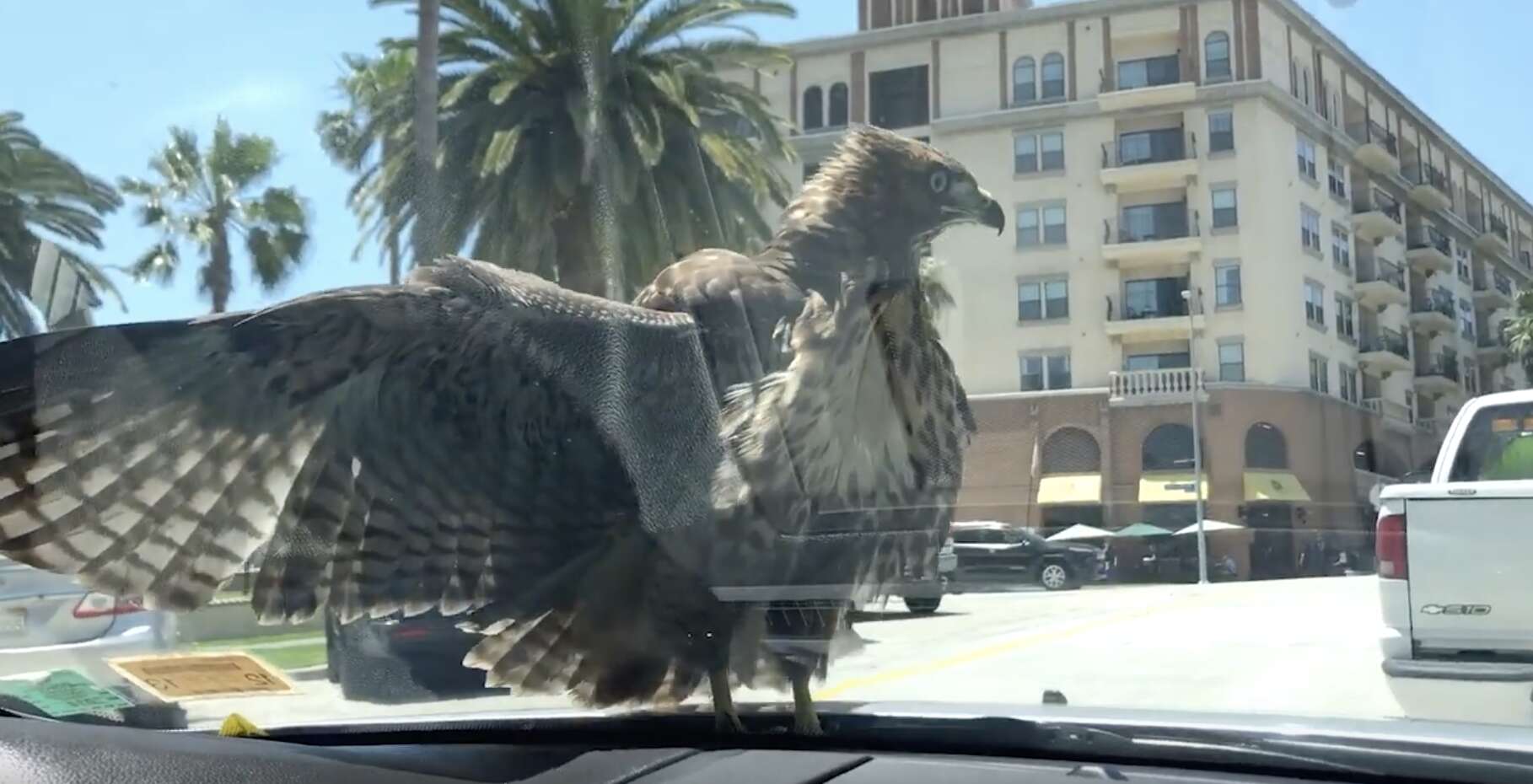 hawk lands on car