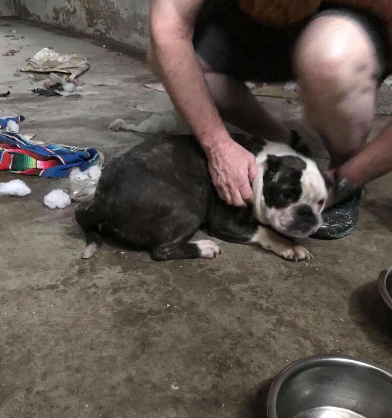 A bulldog saved from an abandoned basement