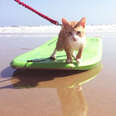 Pip the Beach Cat boogie boarding in Ocean City