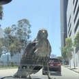 hawk lands on car