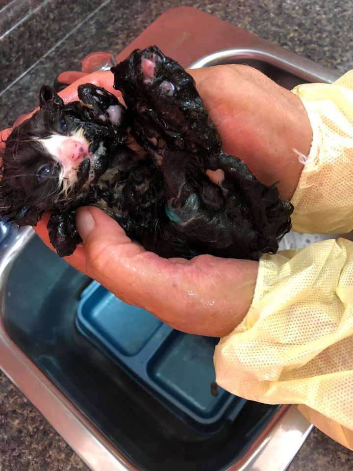 kitten covered in tar