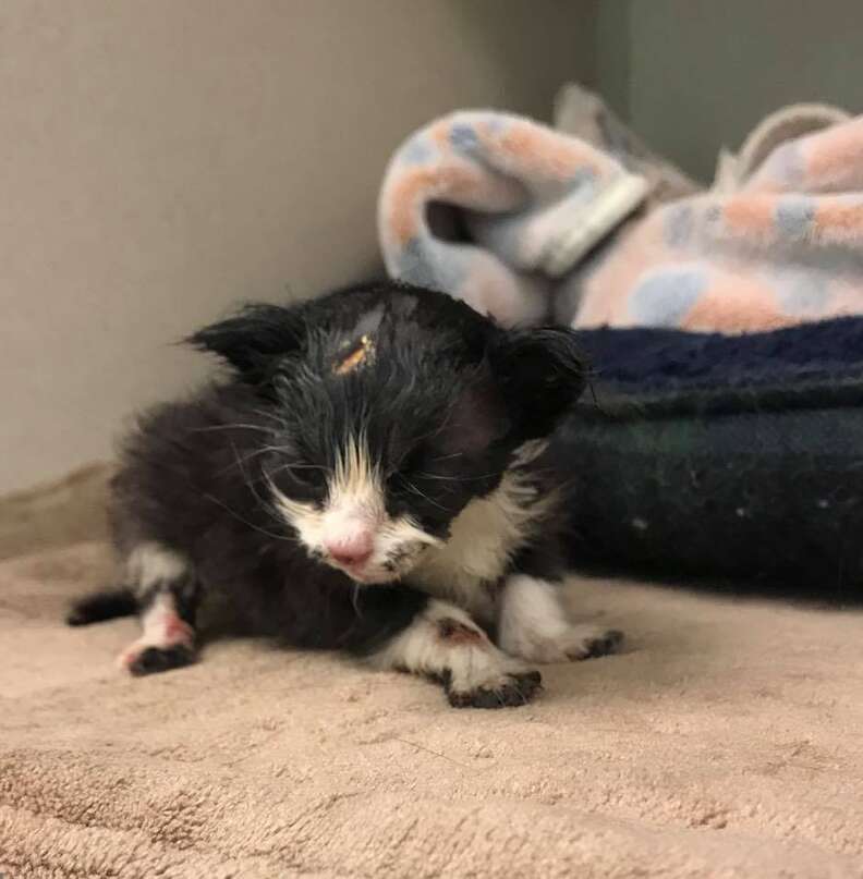 kitten covered in tar