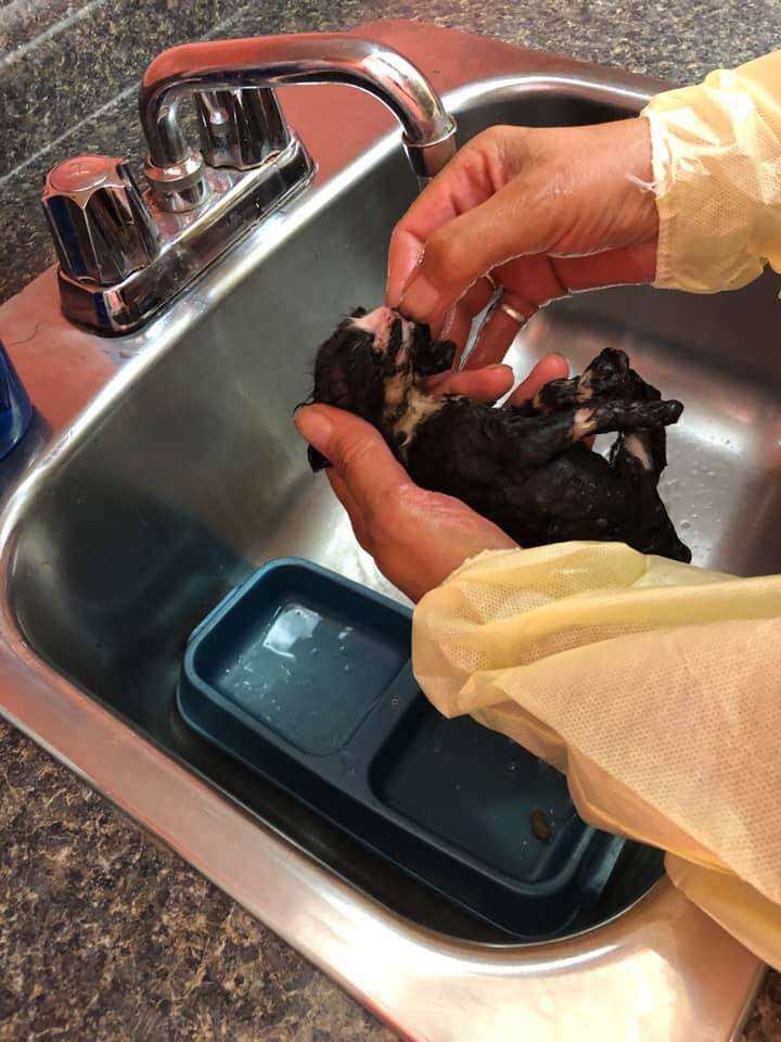 kitten covered in tar