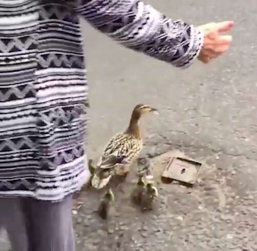 People helping ducks cross the street in Glasgow, Scotland