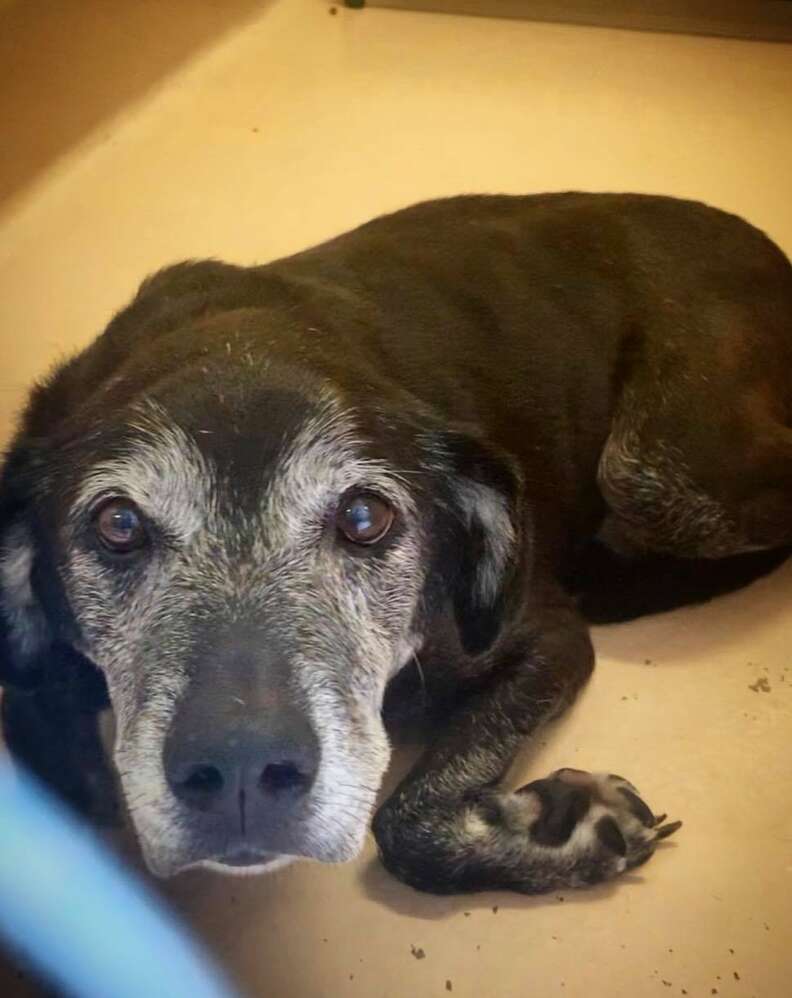 Lucky the senior dog in a shelter in Lawrenceville, Georgia