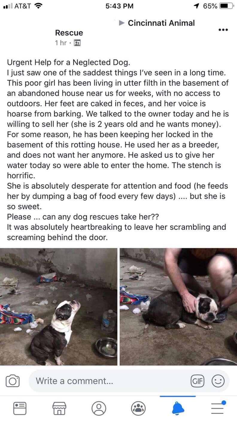 A Facebook post asking for help with a neglected bulldog