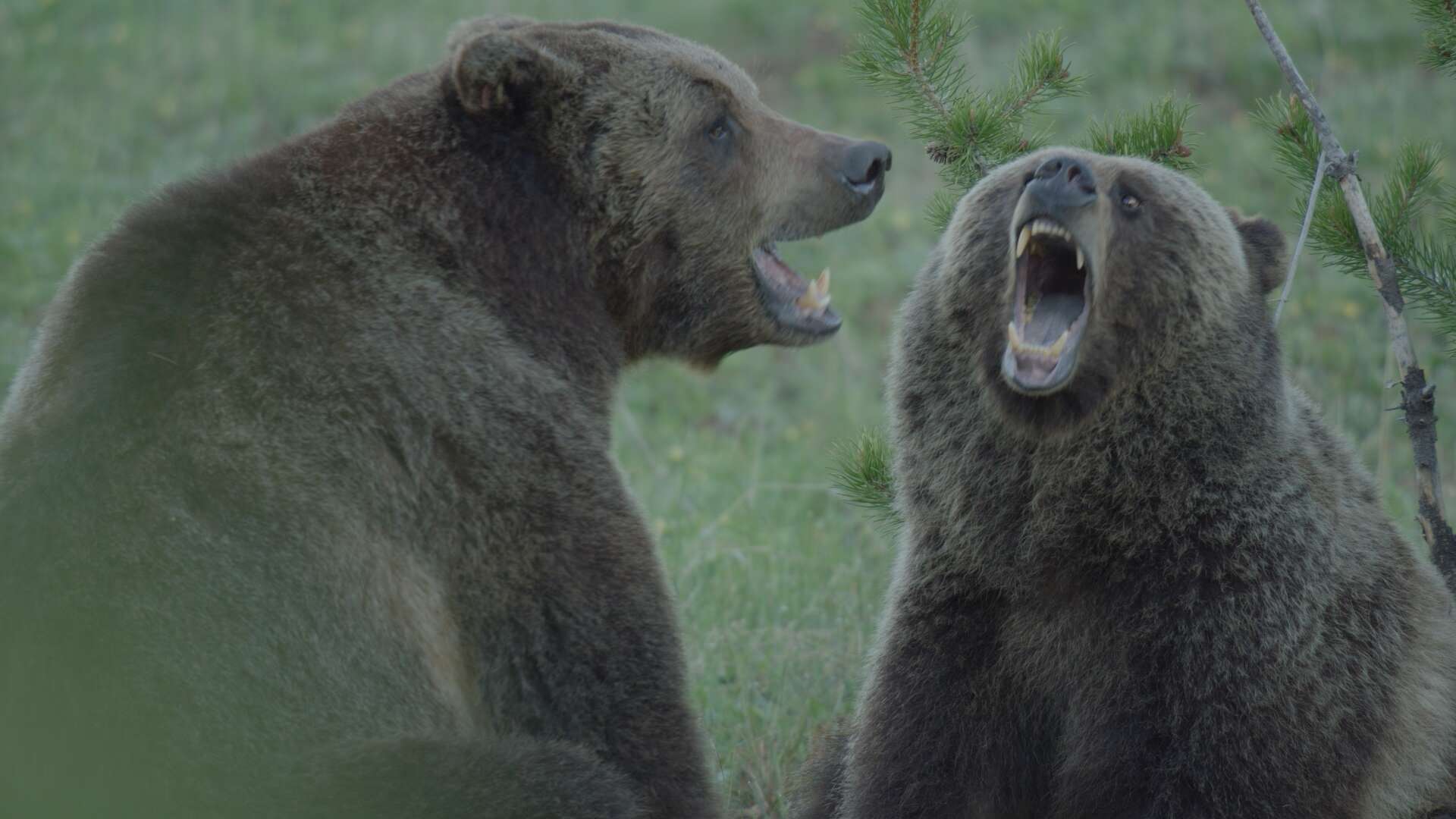 yellowstone life