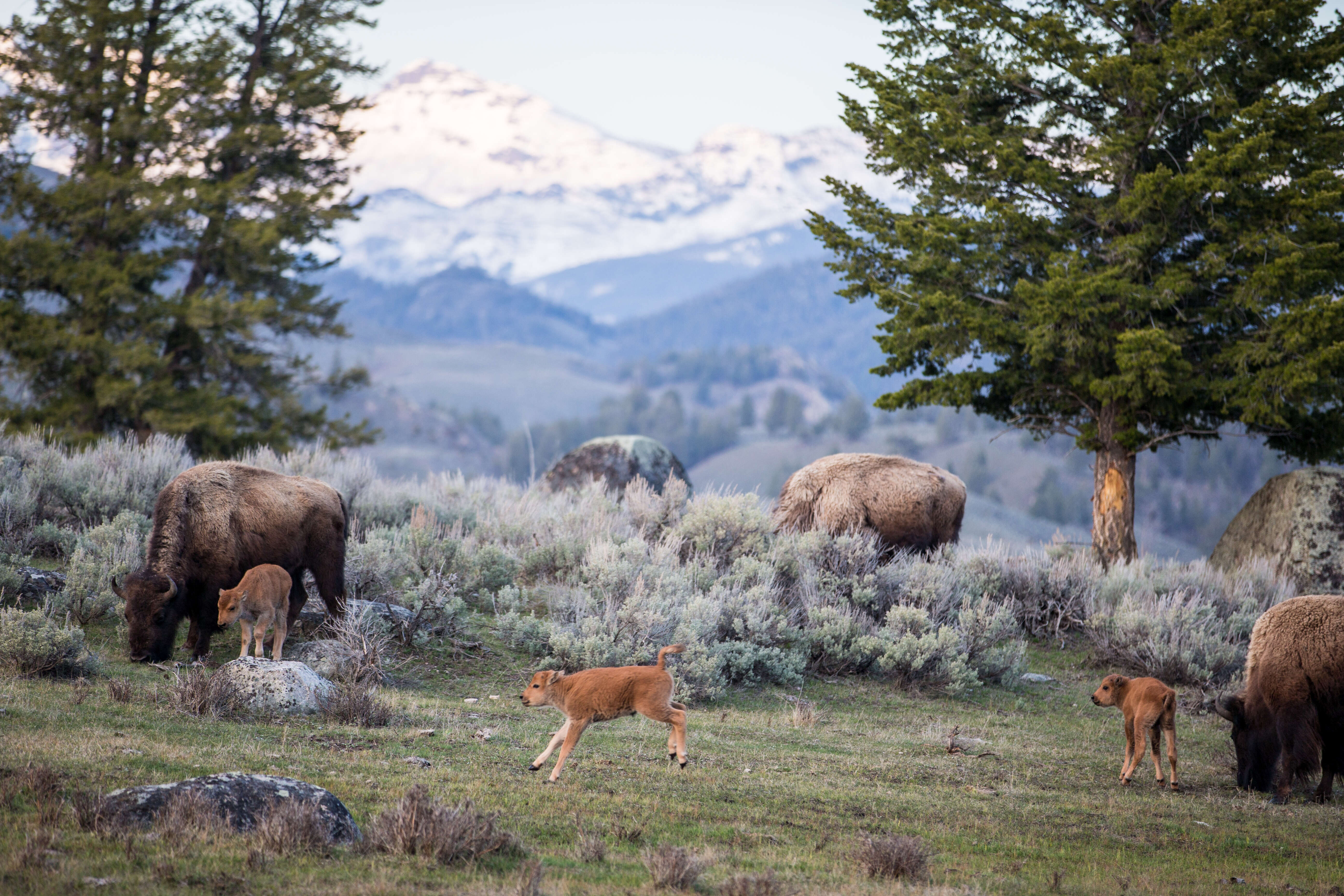 Yellowstone live 2019 inside national geographic s risky nature doc