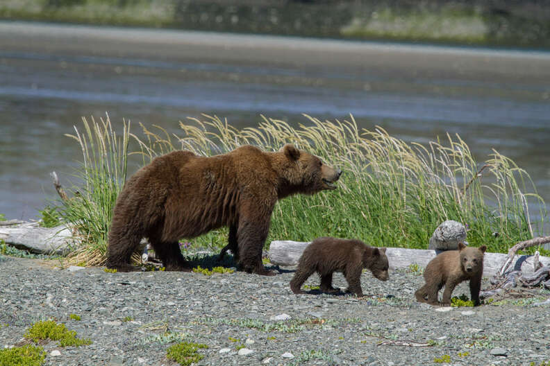 Alaskan brown bears in danger because of proposed pebble mine