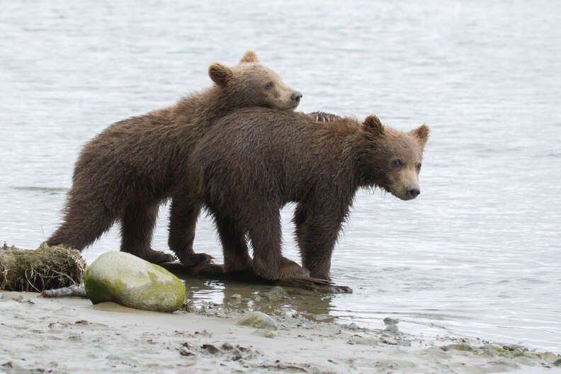 Alaskan brown bears in danger because of proposed pebble mine