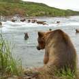 Alaskan brown bears in danger because of proposed pebble mine