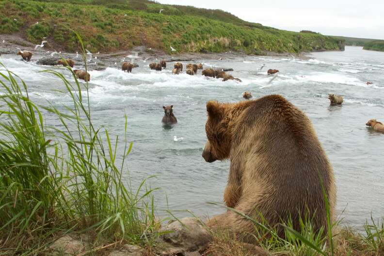 Alaskan brown bears in danger because of proposed pebble mine