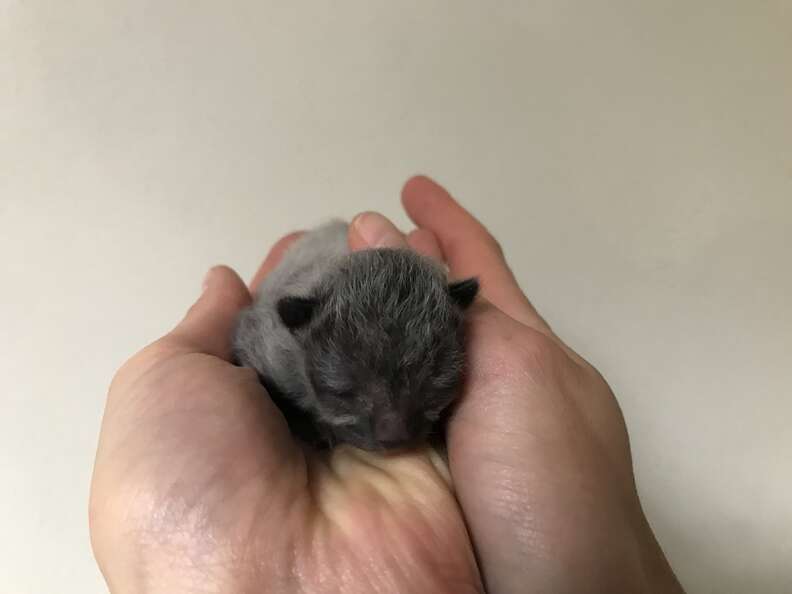 tiny kitten