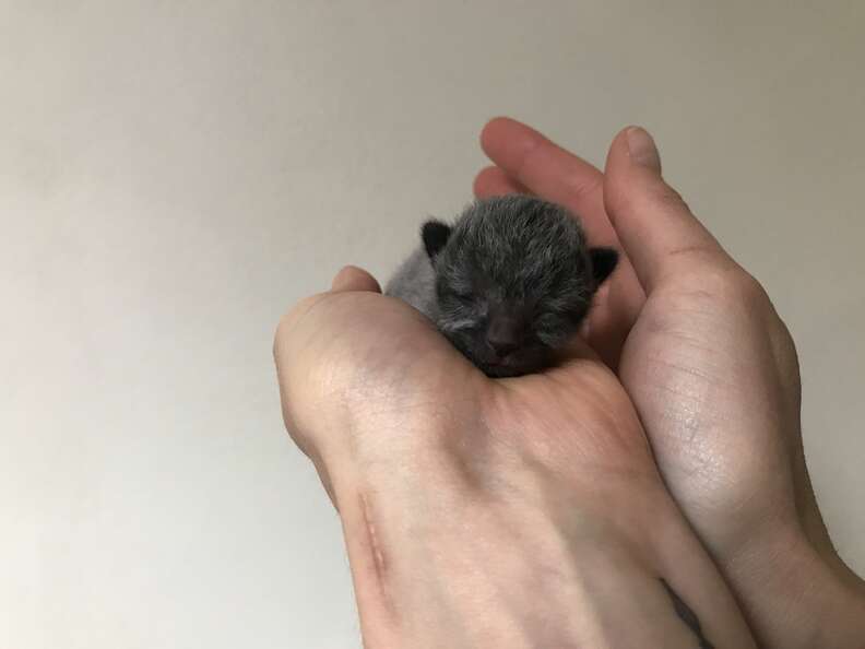 tiny kitten