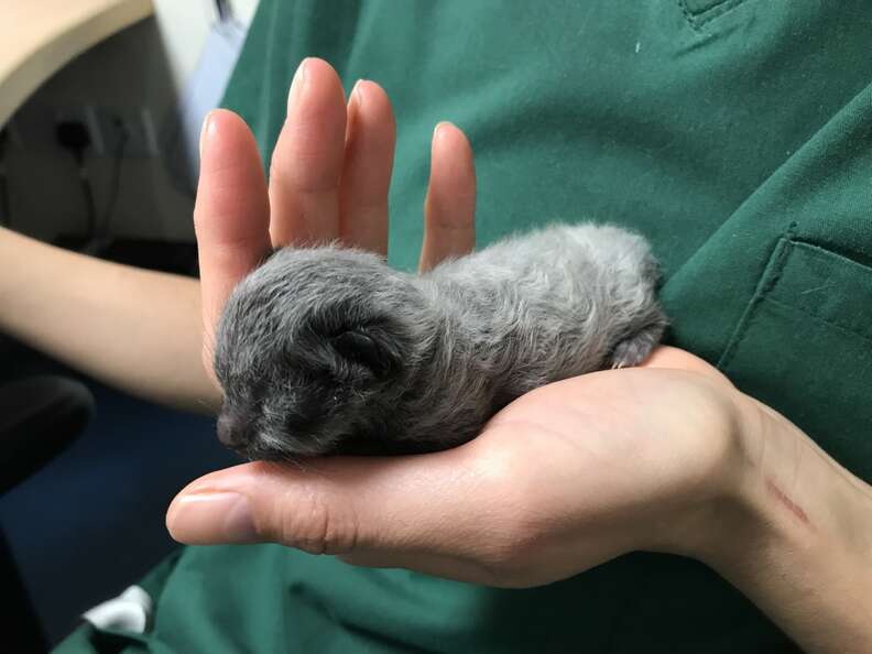 tiny kitten