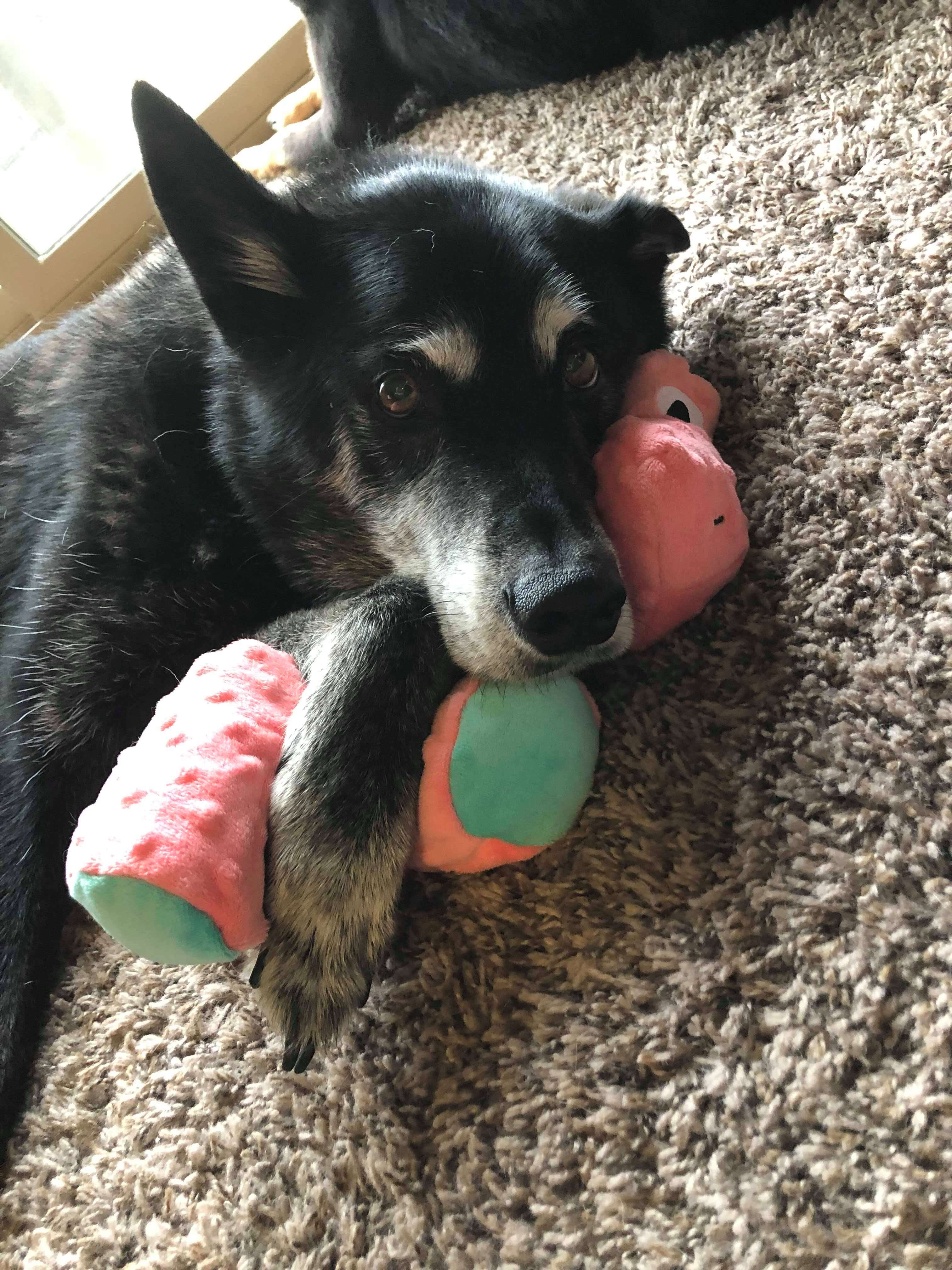 Dog falls in love with toy