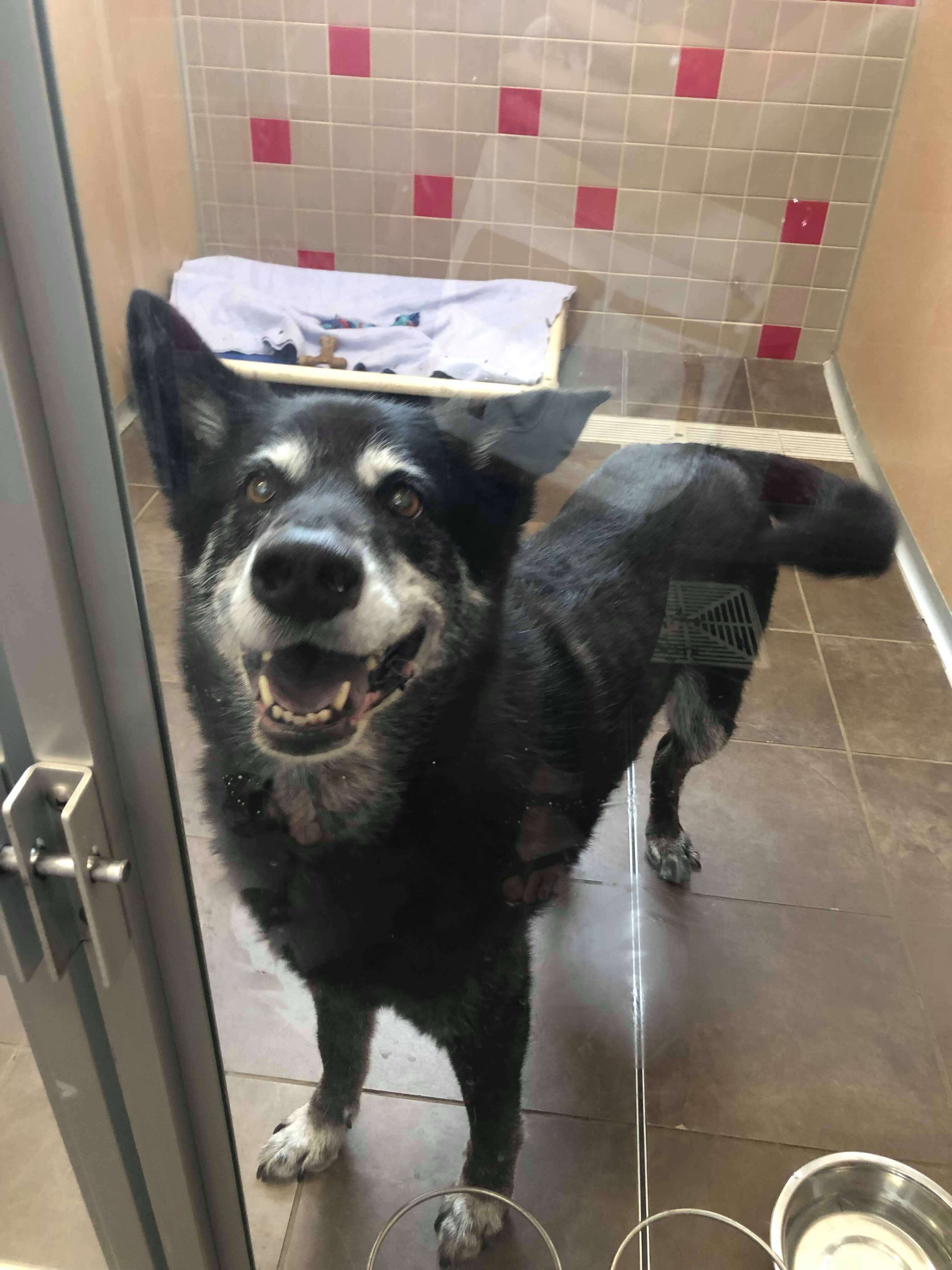 Kairi in a kennel at The Animal Rescue League of Iowa