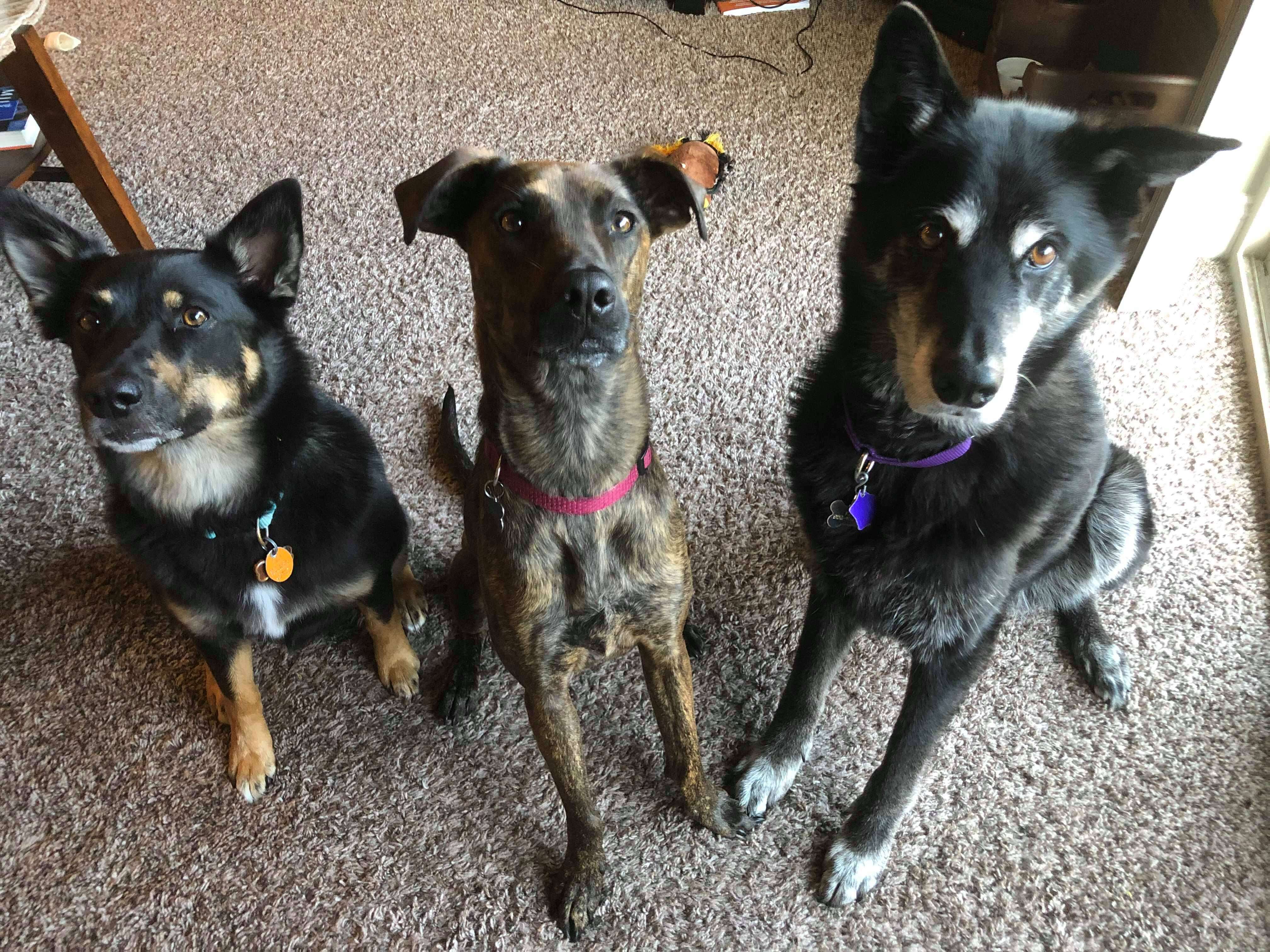 Kairi with her new dog siblings